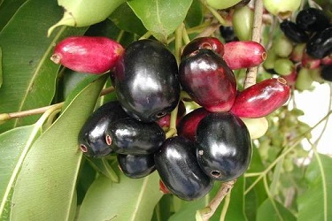 jamun