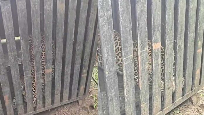 Leopard