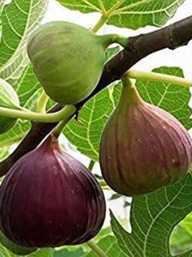 Fig Water ।  “जर सकाळी रिकाम्या पोटी अंजीरचे पाणी प्यायले तर आरोग्यसाठी फायदे ठरू शकते.