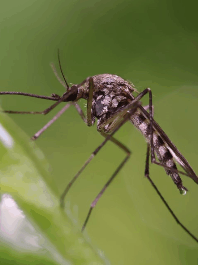 World Mosquito Day | डासांबाबत या गोष्टी तुम्हाला माहिती असायलाच हव्यात, का साजरा केला जातो जागतिक डास दिवस?