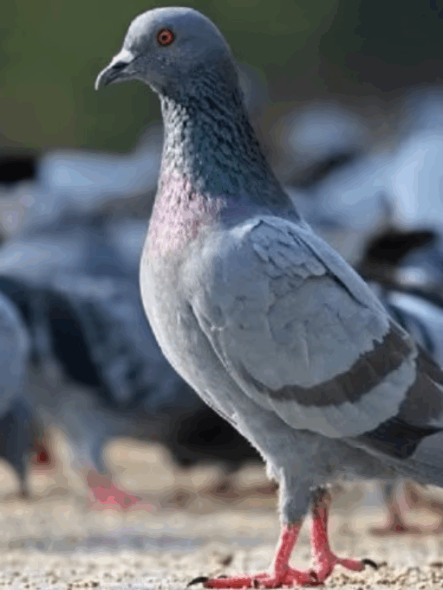 Mumbai Pigeons | मुंबई, पुणे यांसारख्या शहरांमध्ये मोठ्या संख्येने आढळून येणारा पक्षी म्हणजे कबुतर .